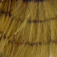 olive/barred black