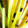 j026 green pumpkin chart