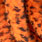 fluo orange