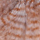 grey/barred brown