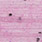 bonefish pink