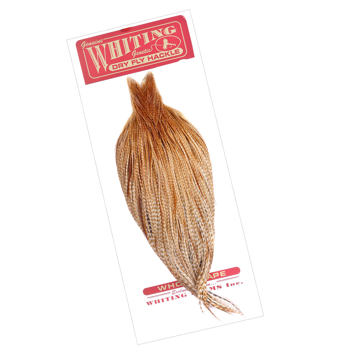 barred dark ginger