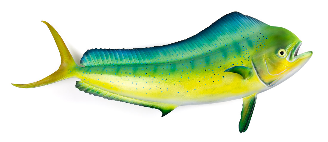 neil-nicholson_2 - Catch & Release Fischpräparate