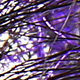 black / purple