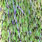 fl. chartreuse uv black barred
