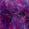 tricolour magenta
