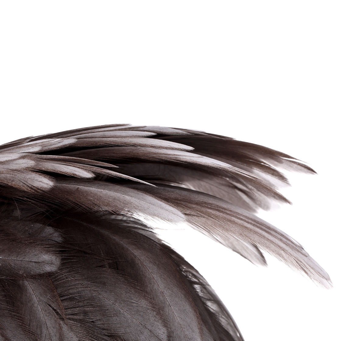 P-25377_Whiting-American-Hen-Cape_detail_3