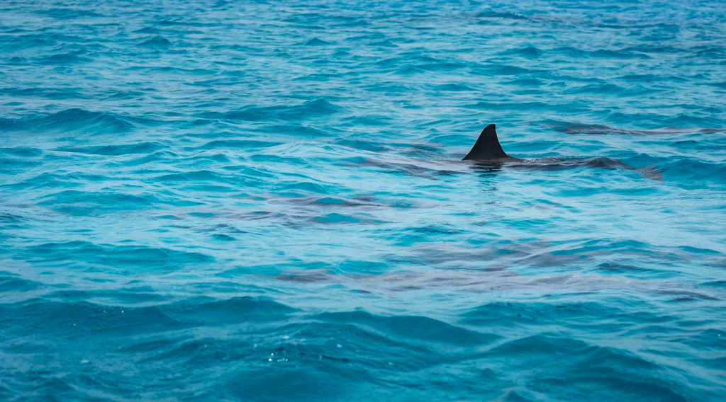 sudan2015-14 - Fliegenfischen auf den Nubischen Flats