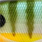 blue gill