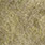 light olive dun