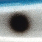 blue WP BD