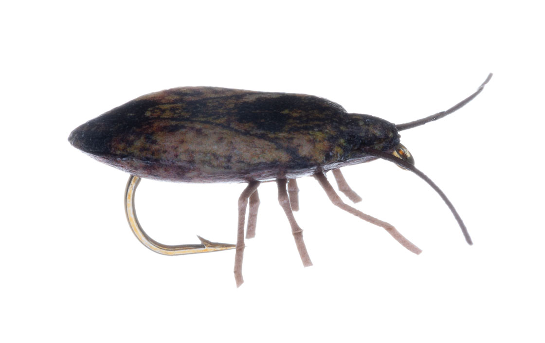 15910_Vania-Realistic-Stink-Bug-brown