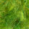 highlander green