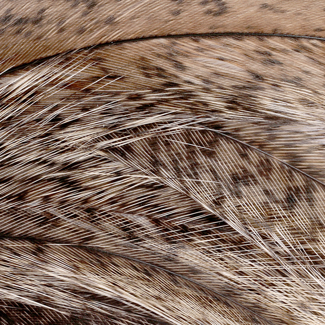 pardoflor-de-escoba-sin-penca