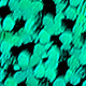 holographic green