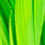 green highlander
