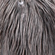 speckled badger