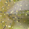 brown chartreuse