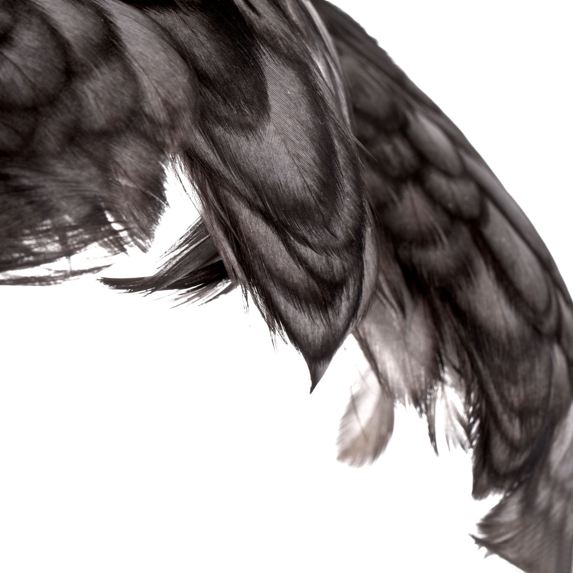 P-25373_Whiting-4-B-s-Hen-Cape_detail-1