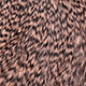 grizzly salmon