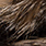 natural brown