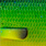mahi mahi