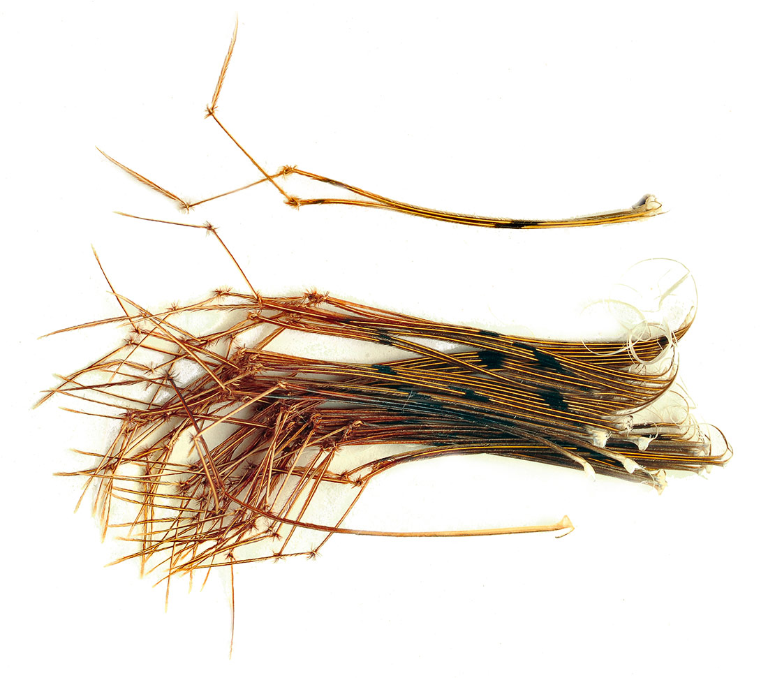 Veniard Daddy Legs Natural
