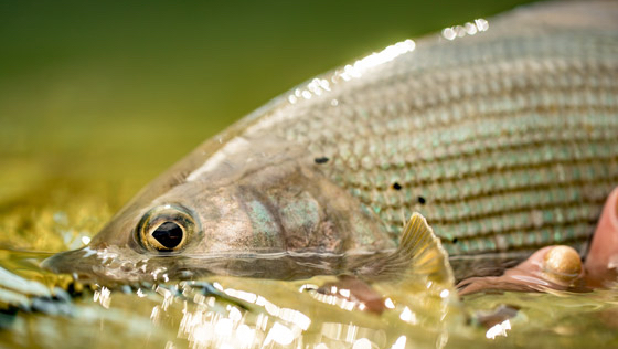 Blog_Kalender_23_Vorschau - adh-fishing Foto-Wettbewerb Blog_Kalender_23_Vorschau.jpg