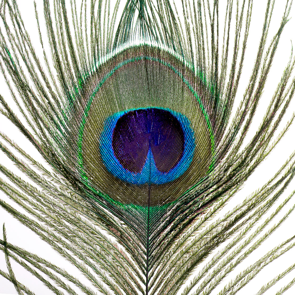Veniard Pfauenaugenfedern Peacock Eye Tops