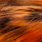 grizzly burnt orange