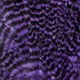 grizzly purple