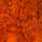 grizzly dyed orange