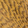 woodduck