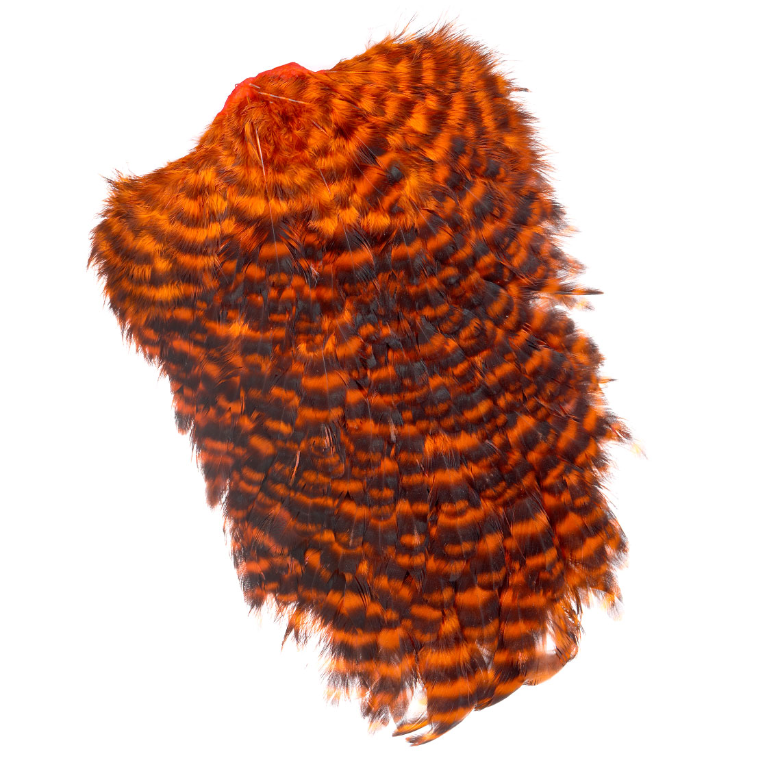 grizzly dyed orange