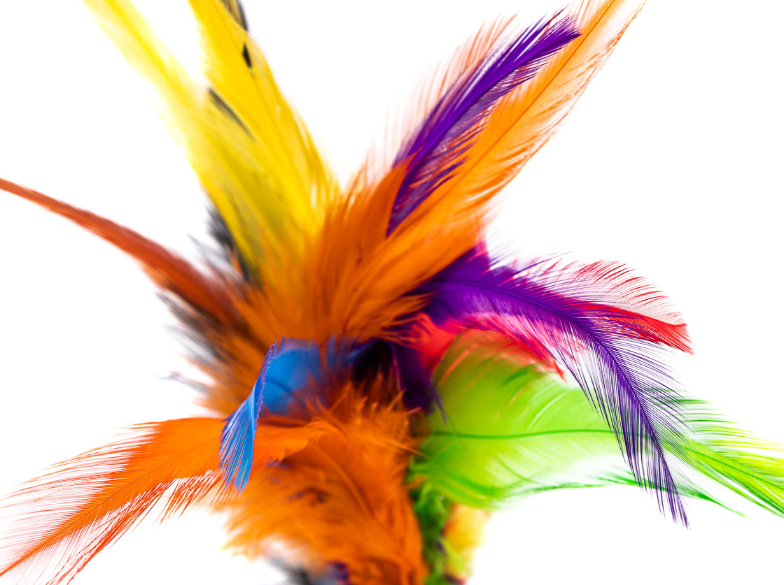 15874_Future_Fly_Rooster_Saddle_Titel_2