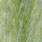 silver scale olive