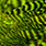 grizzly fluo chartreuse