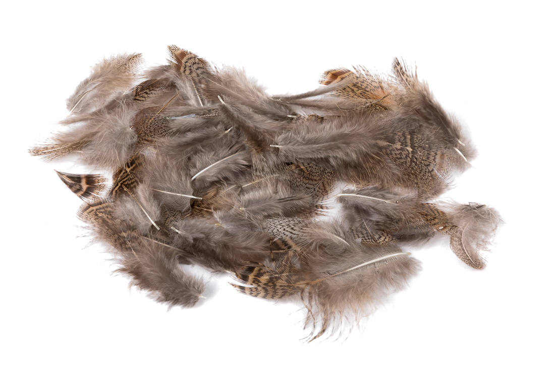 veniard_english_partridge_brown_black brown back