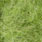 caddis green