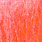 fluoroscent salmon