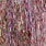 pink uv black barred
