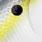 american shad