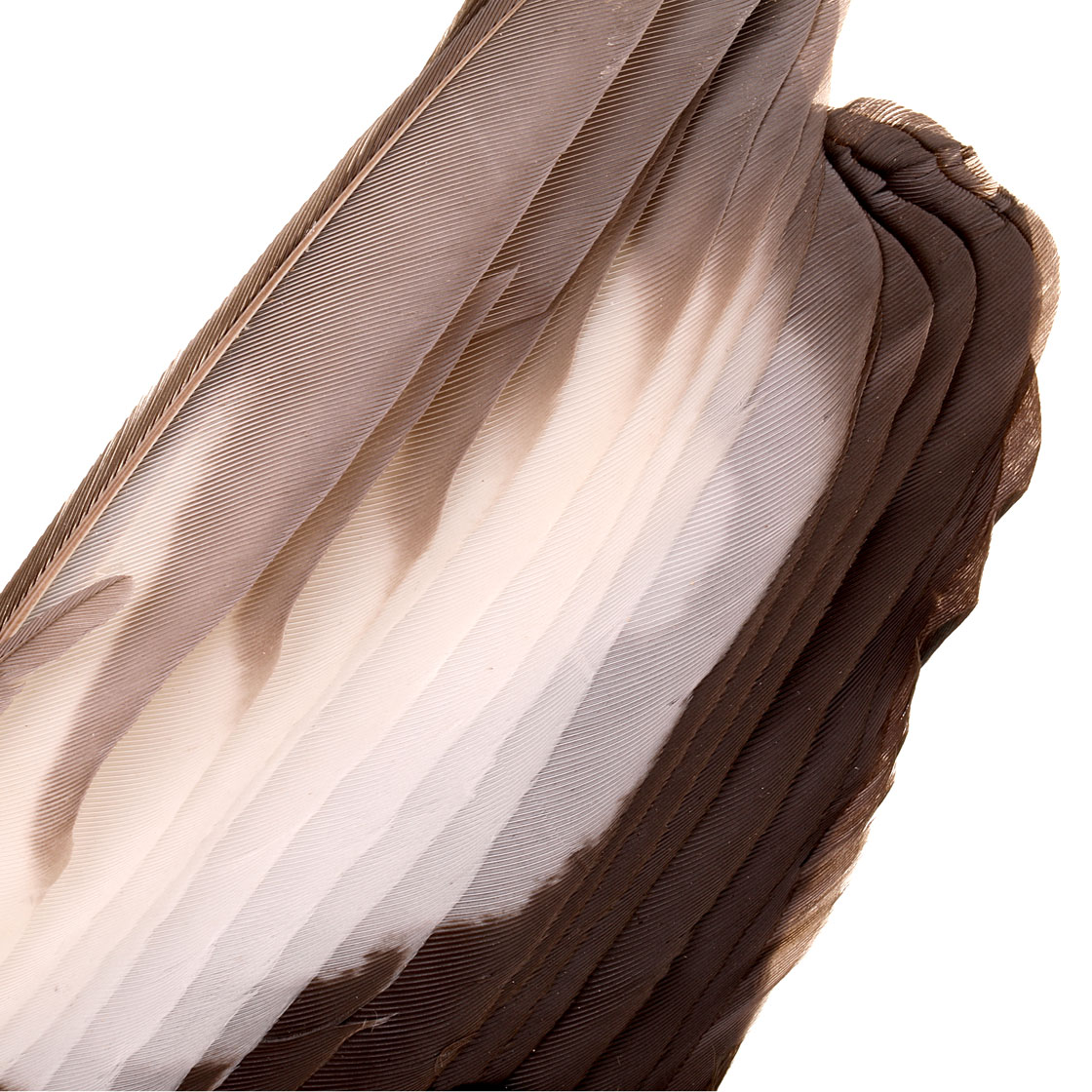 P-17204-veniard-magpie-wings-detail-rueckseite