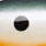 orange shad