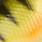 perch