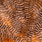 grizzly dyed shrimp orange
