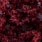 claret brown