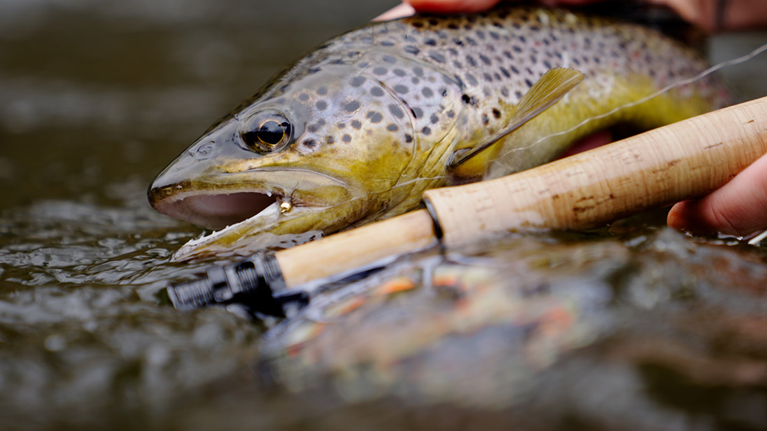 Browntrout next to rod and reel