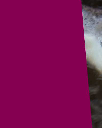 media/image/banner_lg_rollen-extra_L.jpg