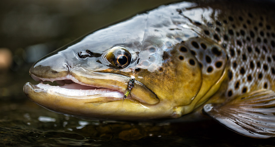 Brown Trout Male Peeping Caddis Nymph